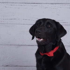 Team Page: Release Dogs To The Rescue